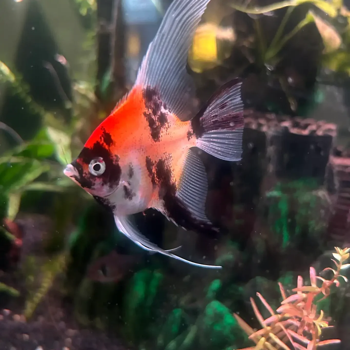 Red Devil Angelfish